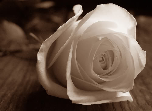 Búp bê và bông hồng trắng