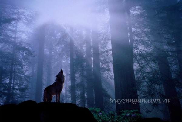 Chó sói và lòng tin khờ dại