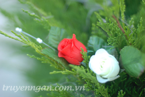 Hoa hồng trắng và hoa hồng đỏ