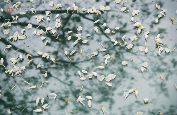 Tháng 3, mùa hoa sưa đong cho thật nhiều hoài niệm về một chiều ai đánh rơi nỗi nhớ...