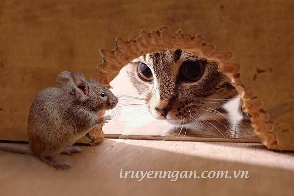 Tình bạn giữa chuột và mèo